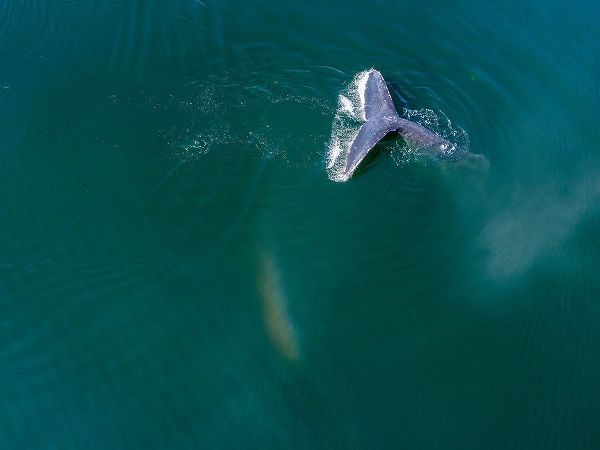 Alaska-Aerial view Humpback Whale diving at surface of Frederick Sound